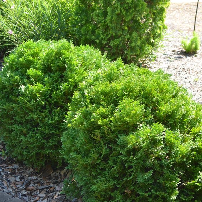 'Mr. Bowling Ball&reg;' Arborvitae - Thuja occidentalis from Paradise Acres Garden Center