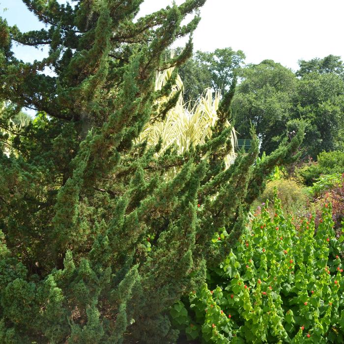 'Torulosa&trade;' Hollywood Juniper - Juniperus chinensis from Paradise Acres Garden Center