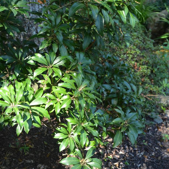 'Historyland Supreme' - Pieris japonica from Paradise Acres Garden Center