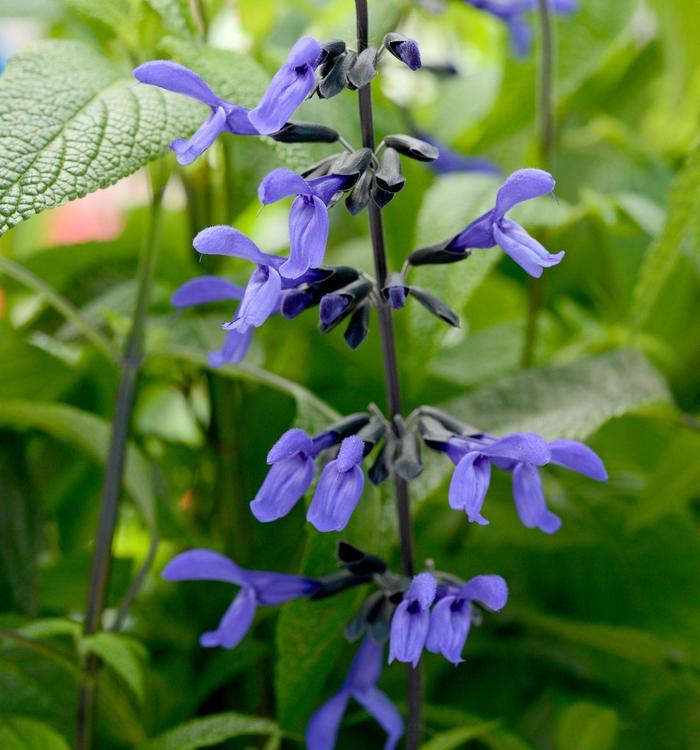 'Black & Bloom' Sage - Salvia guaranitica from Paradise Acres Garden Center