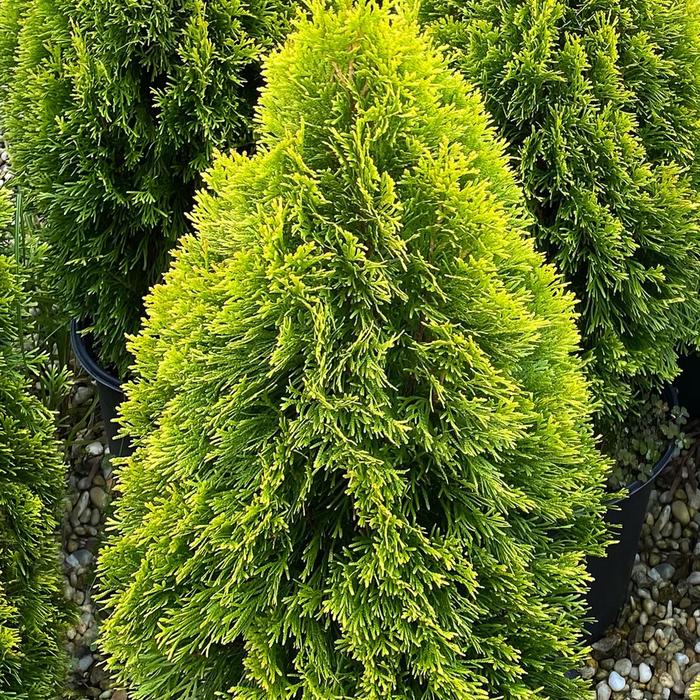 'Highlights&trade;' Arborvitae - Thuja occidentalis from Paradise Acres Garden Center