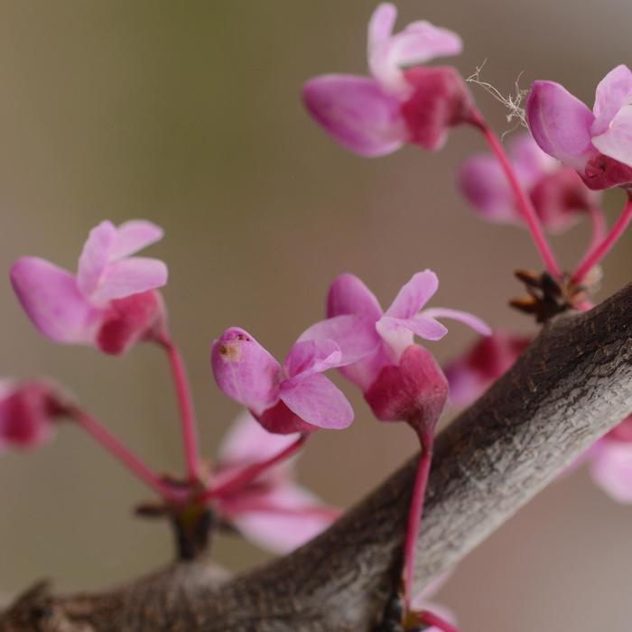 'Pink Heartbreaker' Redbud - Cercis canadensis from Paradise Acres Garden Center