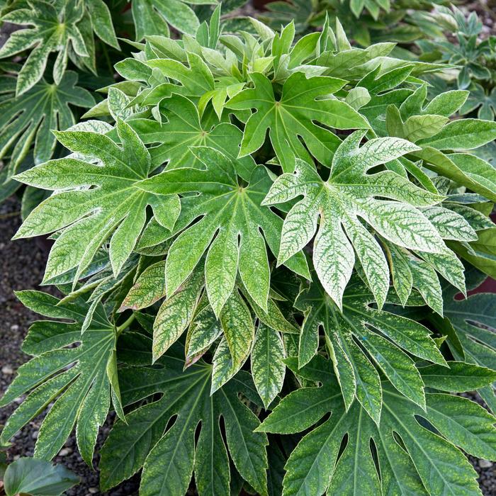 ''Spider''s Web'' Speckled Japanese Aralia - Fatsia japonica from Paradise Acres Garden Center