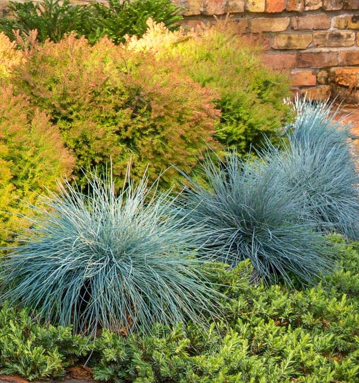'Beyond Blue&trade;' Blue Fescue - Festuca glauca from Paradise Acres Garden Center