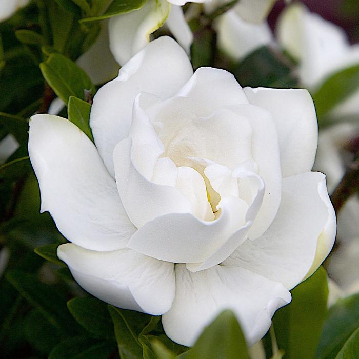 Jubilation&trade; - Gardenia jasminoides from Paradise Acres Garden Center