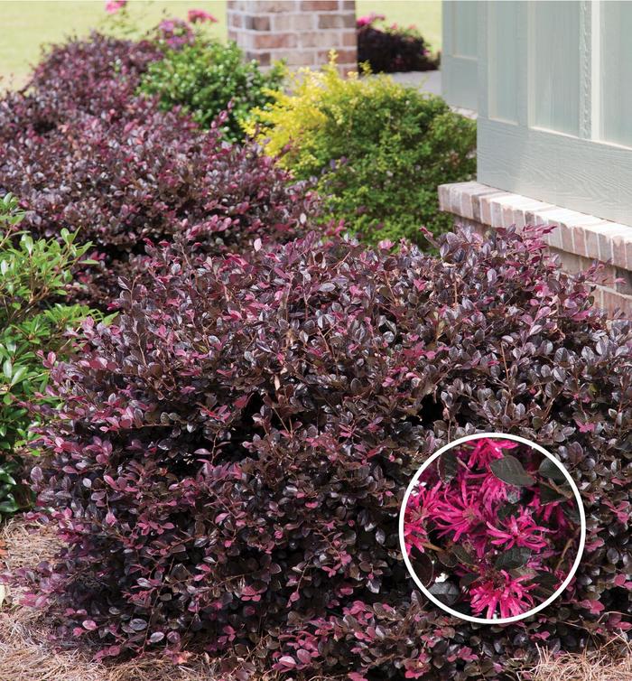 'Purple Diamond&reg;' Chinese Fringe-Flower - Loropetalum chinense from Paradise Acres Garden Center