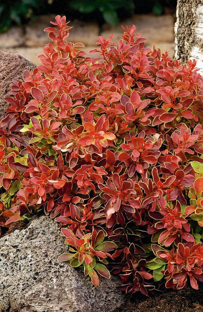 'Admiration' Barberry - Berberis thunbergii from Paradise Acres Garden Center