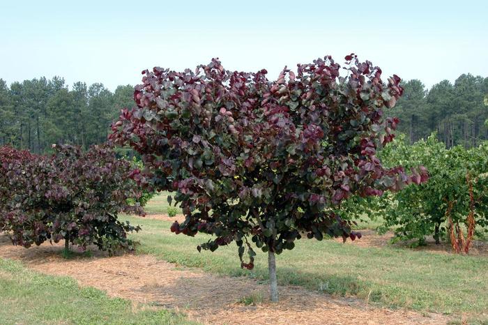 'Merlot' Redbud - Cercis canadensis from Paradise Acres Garden Center