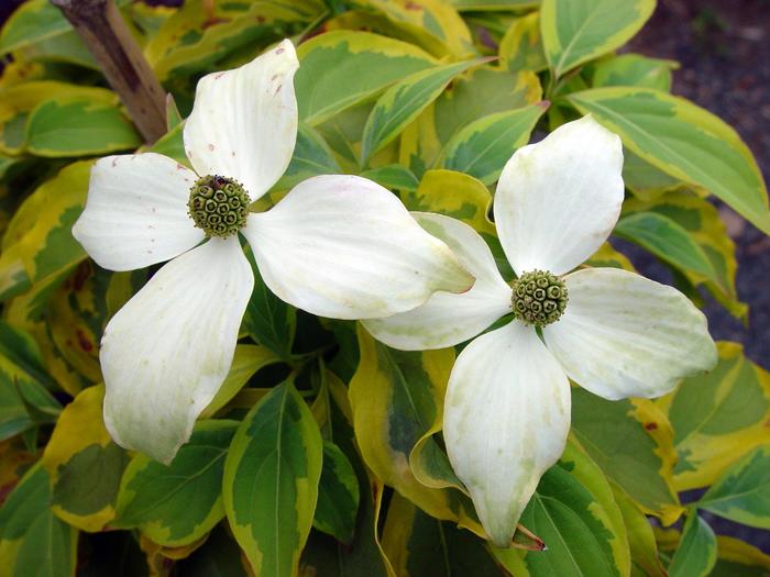 'Summer Gold' Chinese Dogwood - Cornus kousa from Paradise Acres Garden Center