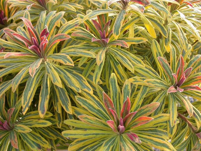 Sahara&trade; 'Ascot Rainbow' - Euphorbia x martinii (Spurge) from Paradise Acres Garden Center