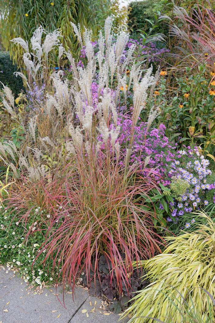 'Little Miss' Maiden Grass - Miscanthus sinensis from Paradise Acres Garden Center