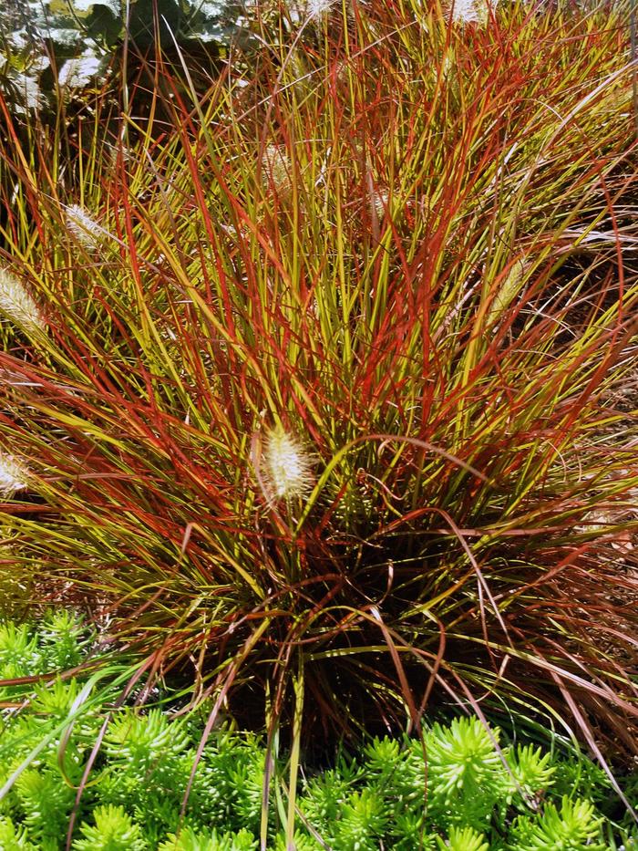 'Burgundy Bunny' Fountain Grass - Pennisetum alopecuroides from Paradise Acres Garden Center