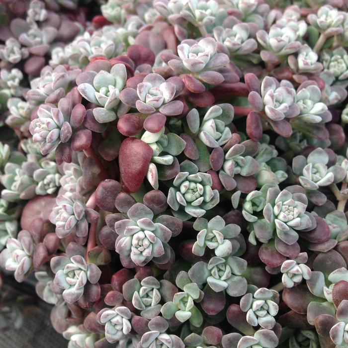 'Carnea' Stonecrop - Sedum spathulifolium from Paradise Acres Garden Center