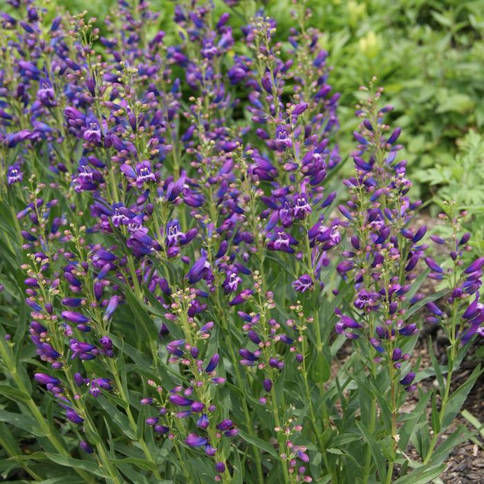 'Delft Blue Riding Hood' Beardtongue - Penstemon schmidel from Paradise Acres Garden Center