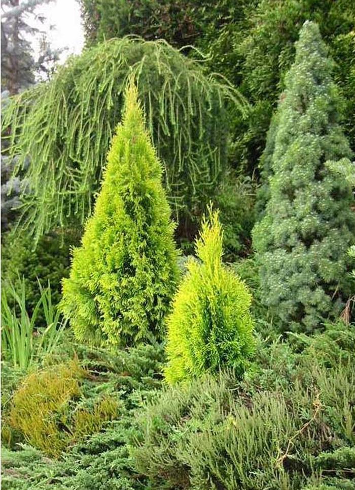 Highlights&trade; 'Janed Gold' - Thuja occidentalis (Arborvitae) from Paradise Acres Garden Center