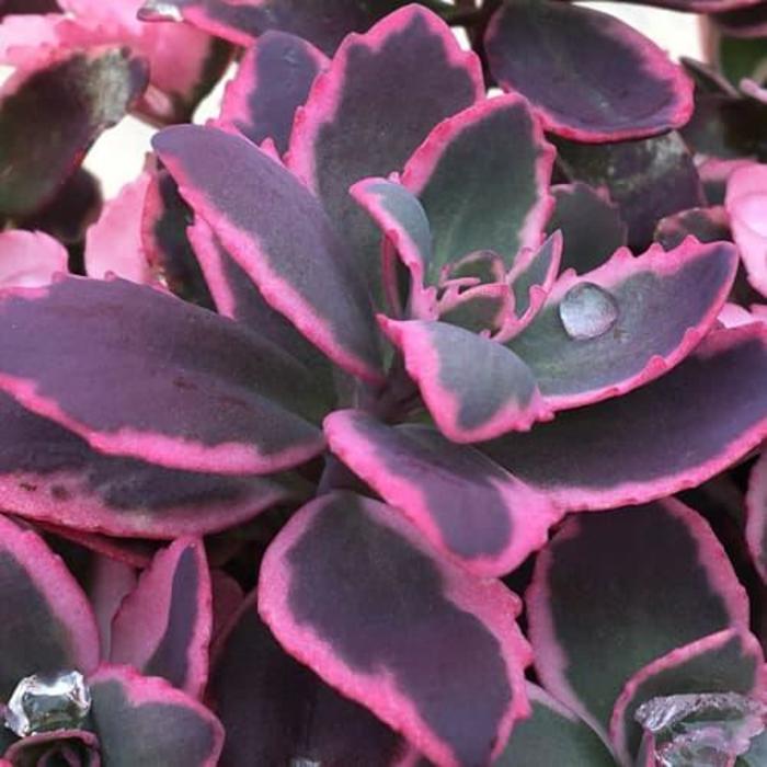 Sunsparkler&reg; 'Dream Dazzler' - Sedum (Stonecrop) from Paradise Acres Garden Center