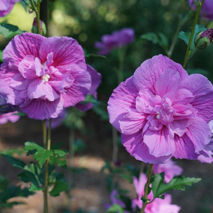 Chiffon&reg; 'Dark Lavender' - Hibiscus syriacus (Rose of Sharon) from Paradise Acres Garden Center