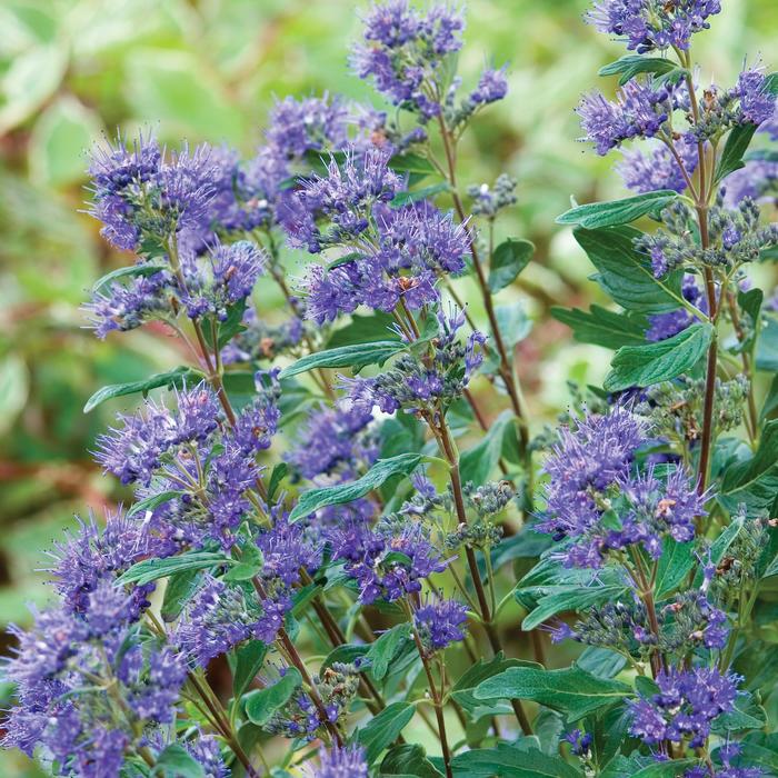 'Grand Bleu&trade;' Blue Mist - Caryopteris x clandonensis from Paradise Acres Garden Center