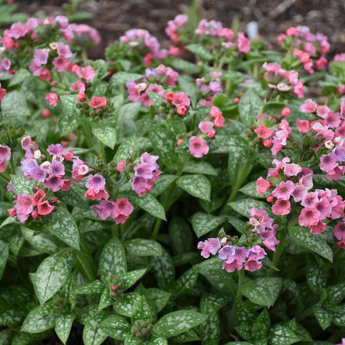 'Pretty in Pink' Lungwort - Pulmonaria from Paradise Acres Garden Center