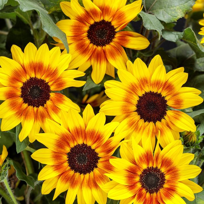 Suncredible&reg; 'Saturn&trade;' - Helianthus (Sunflower) from Paradise Acres Garden Center