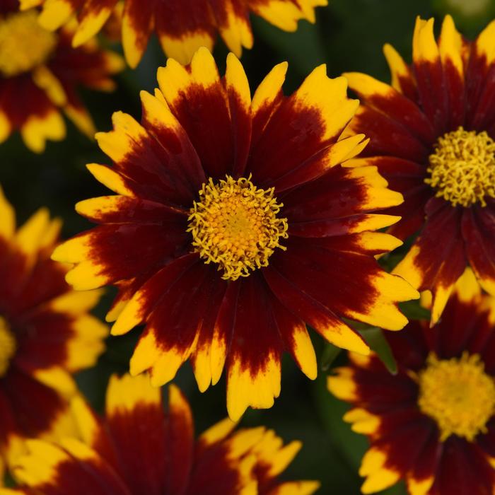 UpTick&trade; Red - Coreopsis (Tickseed) from Paradise Acres Garden Center