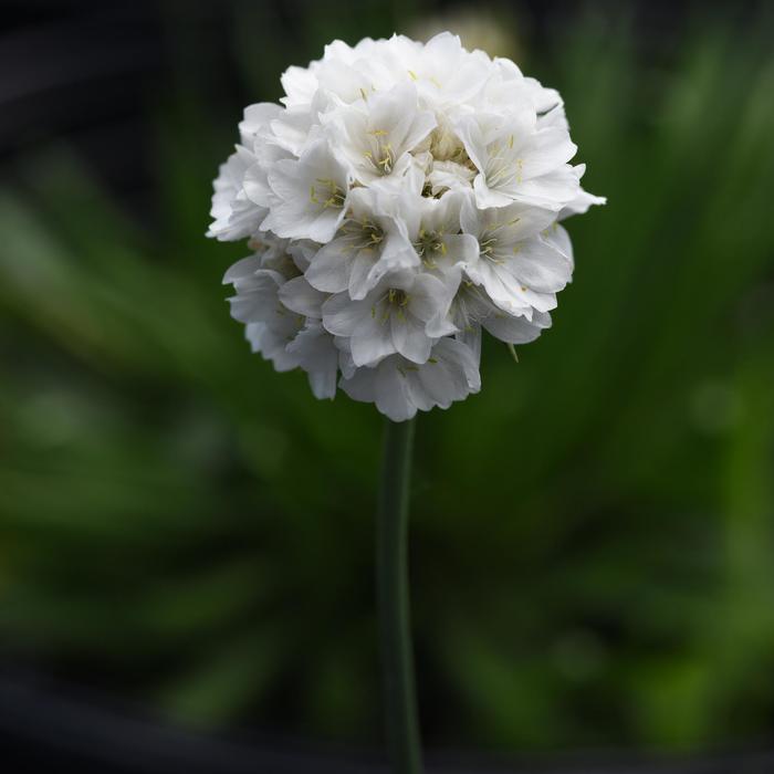 Dreameria&reg; 'Dream Clouds' - Armeria pseudarmeria (Thrift, Sea Pinks) from Paradise Acres Garden Center