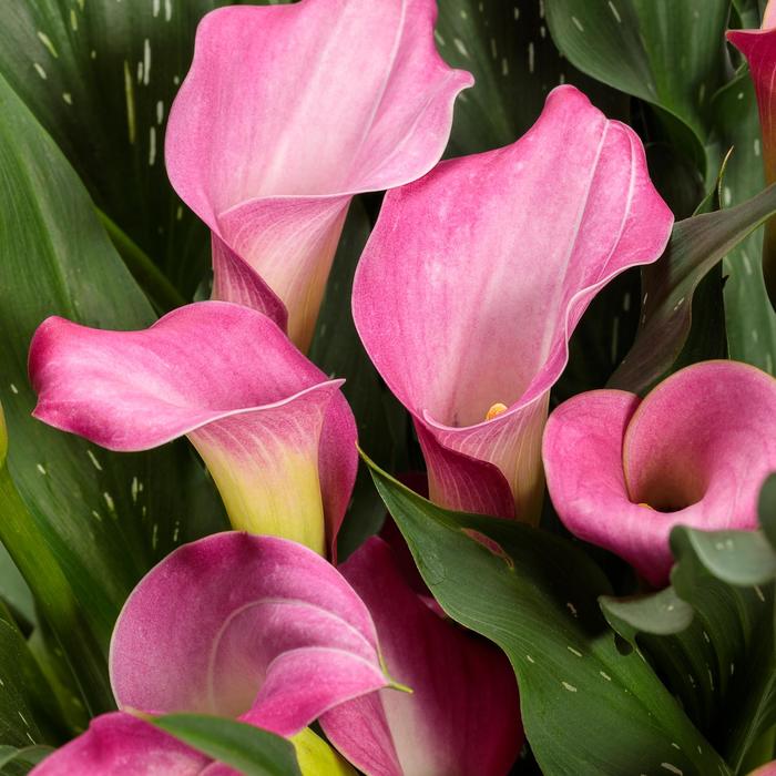 Be My&reg; 'First Love' - Zantedeschia (Calla Lily) from Paradise Acres Garden Center