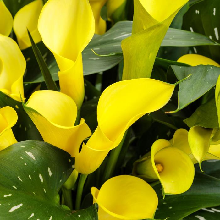 Be My&reg; 'Sunshine' - Zantedeschia (Calla Lily) from Paradise Acres Garden Center