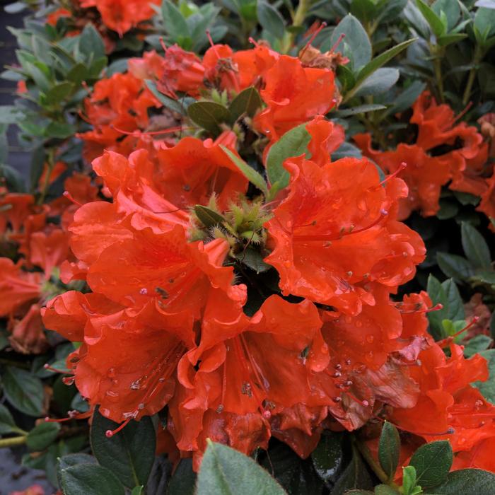 Perfecto Mundo&reg; 'Double Orange' - Rhododendron (Reblooming Azalea) from Paradise Acres Garden Center