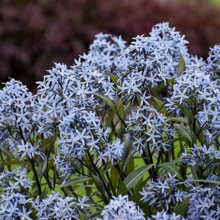 'Storm Cloud' Bluestar - Amsonia tabernaemontana from Paradise Acres Garden Center