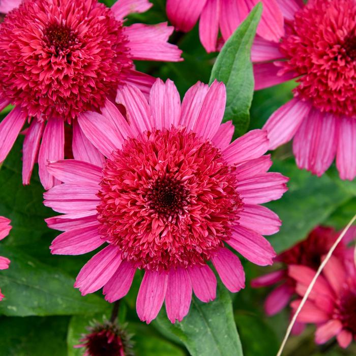 Double Coded&trade; 'Raspberry Beret' - Echinacea (Coneflower) from Paradise Acres Garden Center