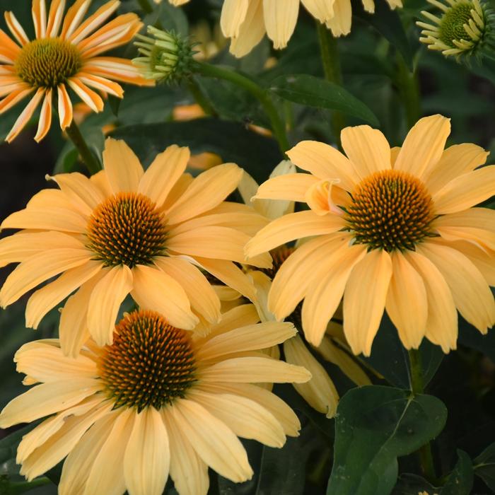 Color Coded&reg; 'One in a Melon' - Echinacea (Coneflower) from Paradise Acres Garden Center