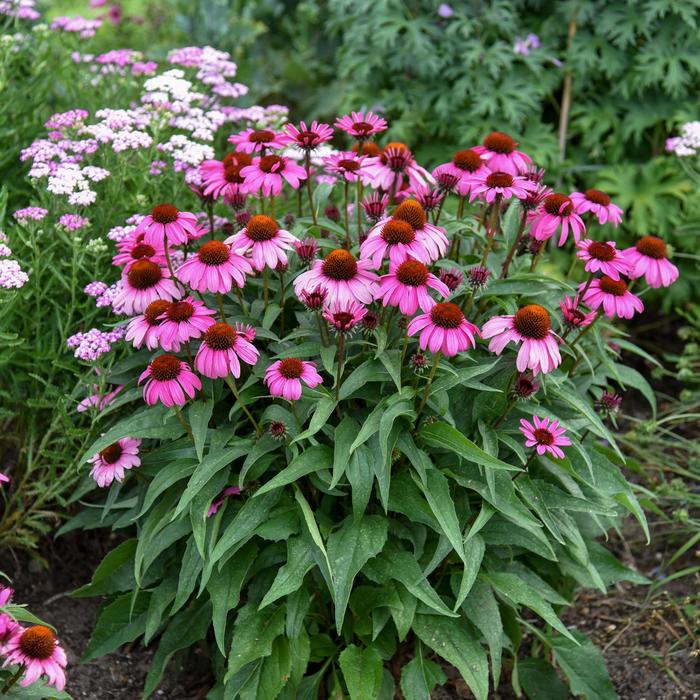 Color Coded&reg; 'The Fuchsia is Bright' - Echinacea (Coneflower) from Paradise Acres Garden Center