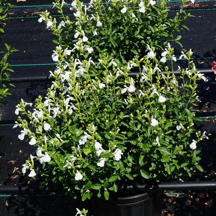 Mirage&trade; 'White' - Salvia greggii (Sage) from Paradise Acres Garden Center