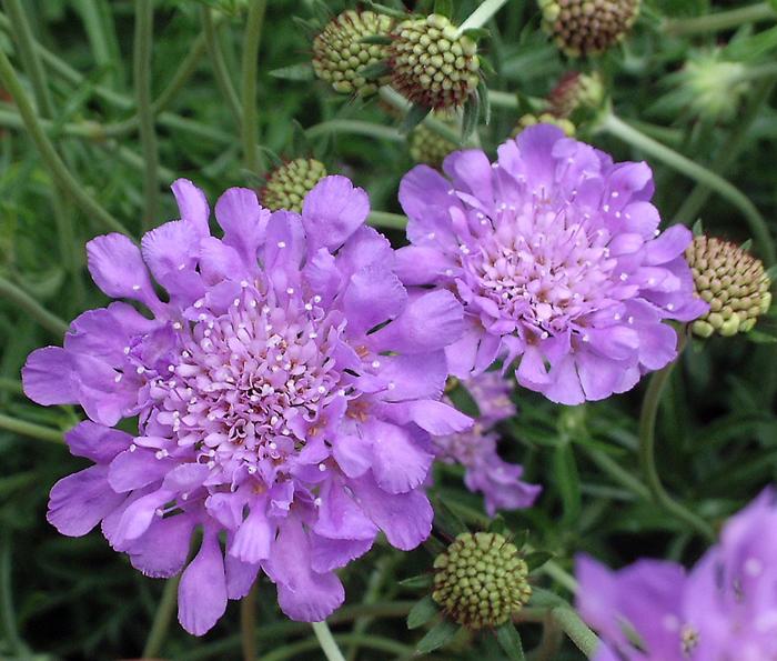 'Butterfly Blue' Pincushion Flower - Scabiosa columbaria from Paradise Acres Garden Center