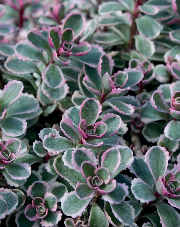 'Tricolor' Stonecrop - Sedum spurium from Paradise Acres Garden Center