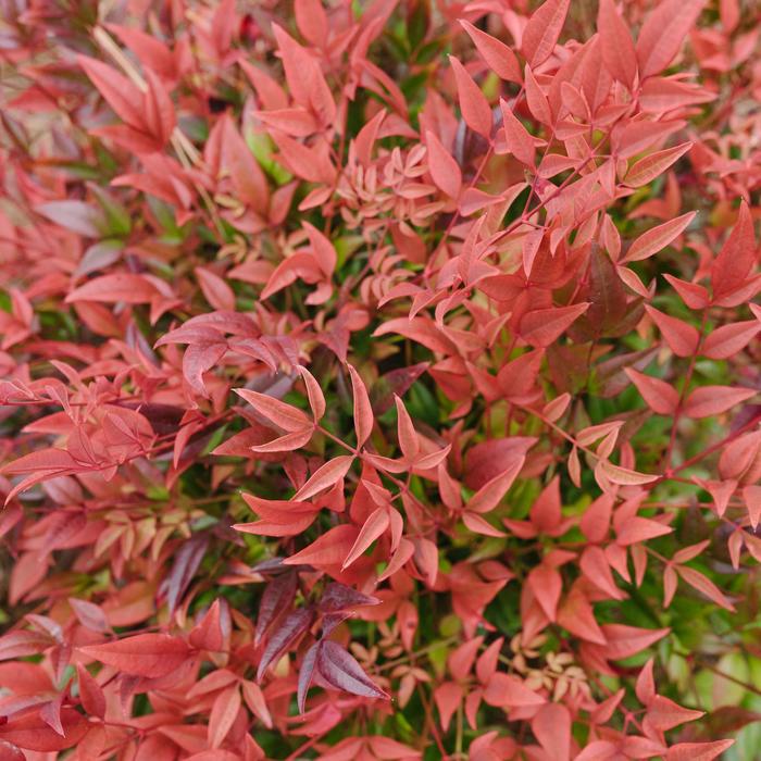 Cool Glow&reg; Pomegranate - Nandina domestica (Heavenly Bamboo) from Paradise Acres Garden Center