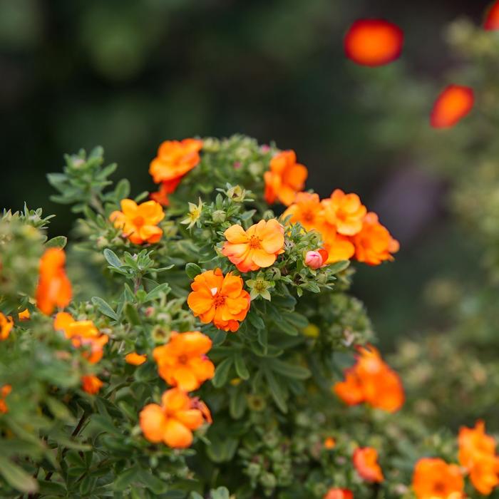 Marmalade&reg; - Potentilla fruticosa from Paradise Acres Garden Center