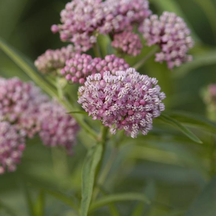 Swamp Milkweed - Asclepias incarnata from Paradise Acres Garden Center