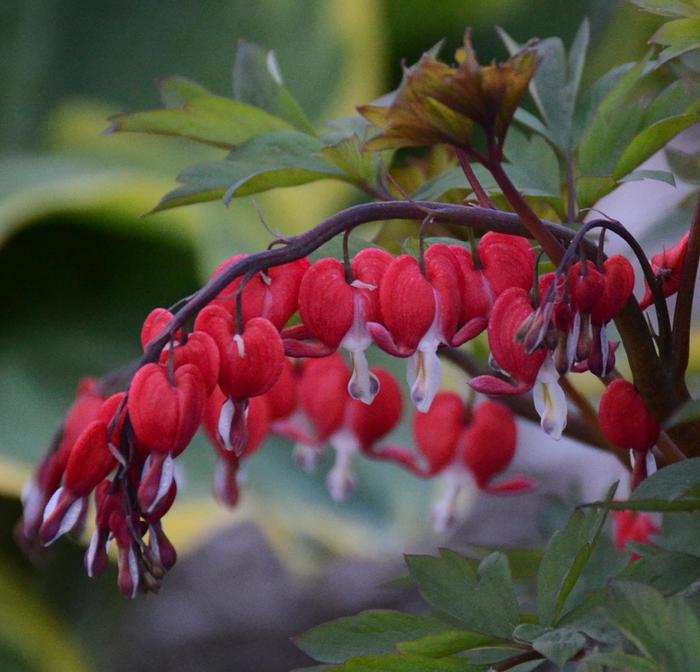 'Valentine&reg;' Bleeding Heart - Dicentra spectabilis from Paradise Acres Garden Center