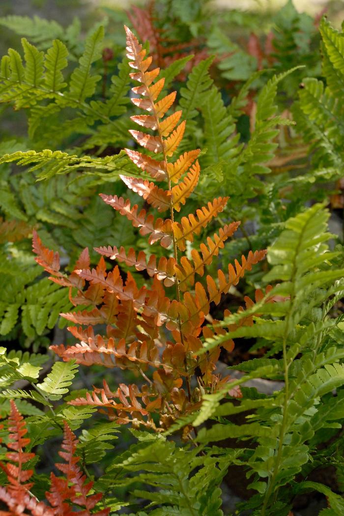 'Brilliance' Autumn Fern - Dryopteris erythrosora from Paradise Acres Garden Center