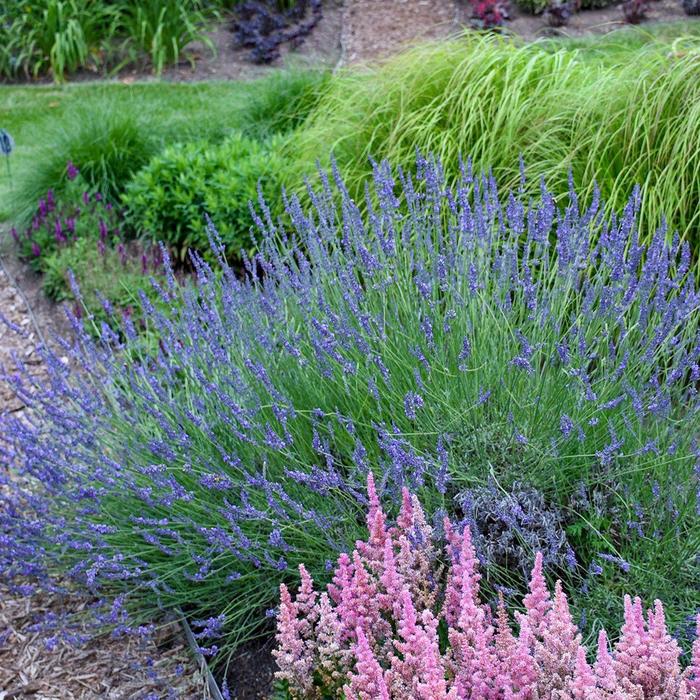'Phenomenal' Lavender - Lavandula x intermedia from Paradise Acres Garden Center