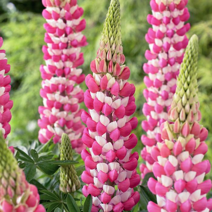 Westcountry&trade; 'Rachel de Thame' - Lupinus polyphyllus (Lupine) from Paradise Acres Garden Center