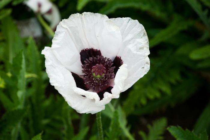 'Royal Wedding' Oriental Poppy - Papaver orientale from Paradise Acres Garden Center