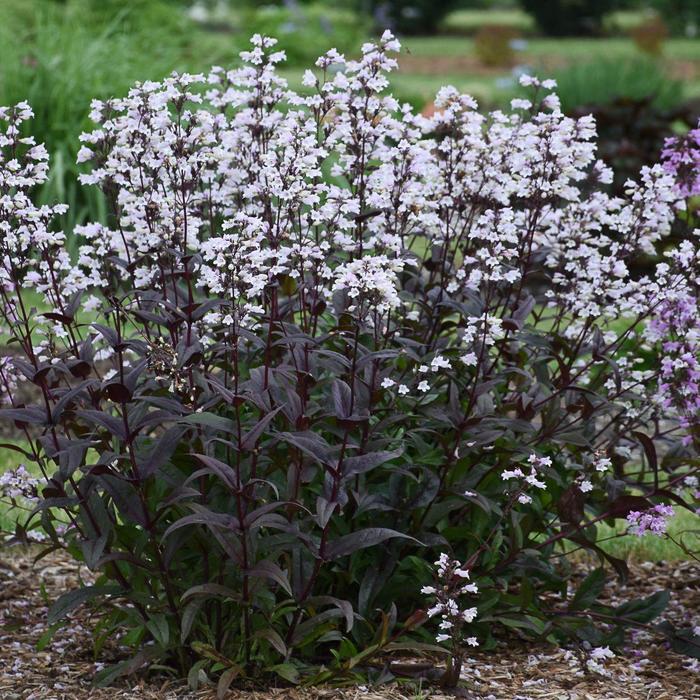 'Onyx and Pearls' - Penstemon from Paradise Acres Garden Center