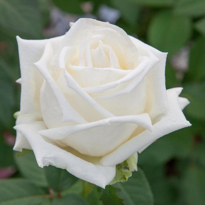 'Queen Mary 2&trade;' Rose - Rosa from Paradise Acres Garden Center