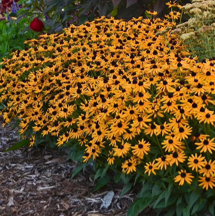 'Little Goldstar' Dwarf Black-Eyed Susan - Rudbeckia fulgida var. sullivantii from Paradise Acres Garden Center