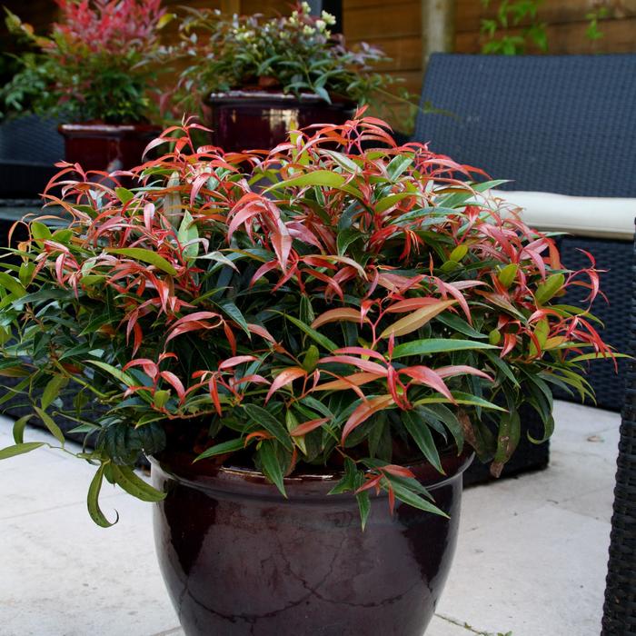 Leafscape&trade; 'Burning Love&trade;' - Leucothoe keiskei from Paradise Acres Garden Center