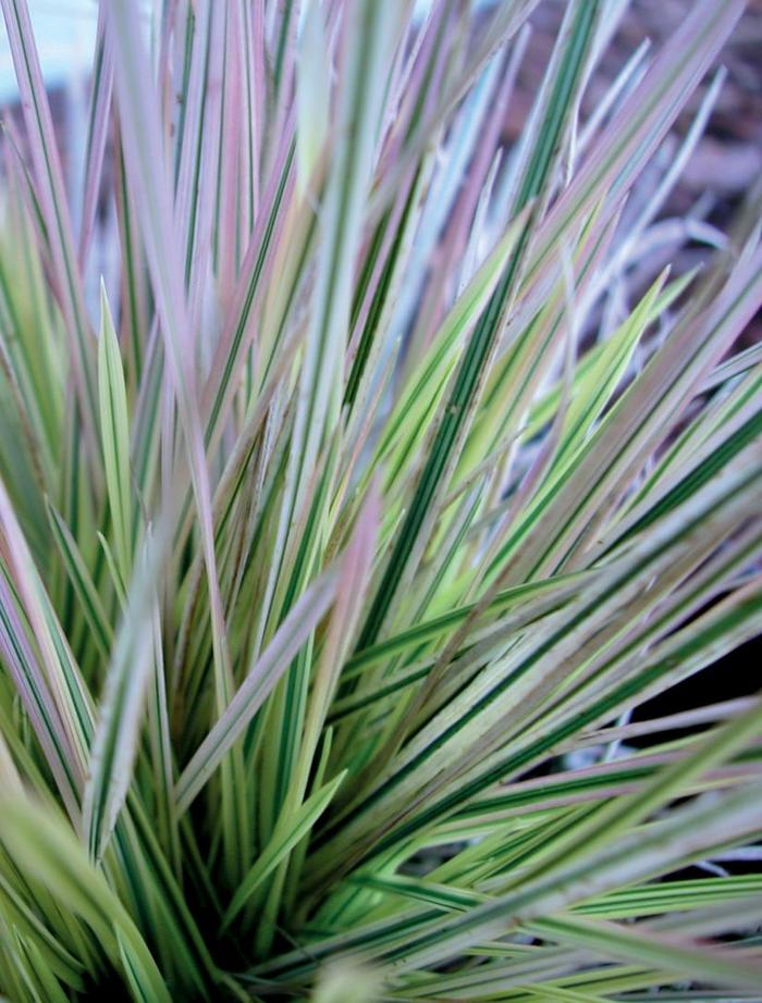 ''Northern Lights'' Variegated Tufted Hair Grass - Deschampsia caespitosa from Paradise Acres Garden Center
