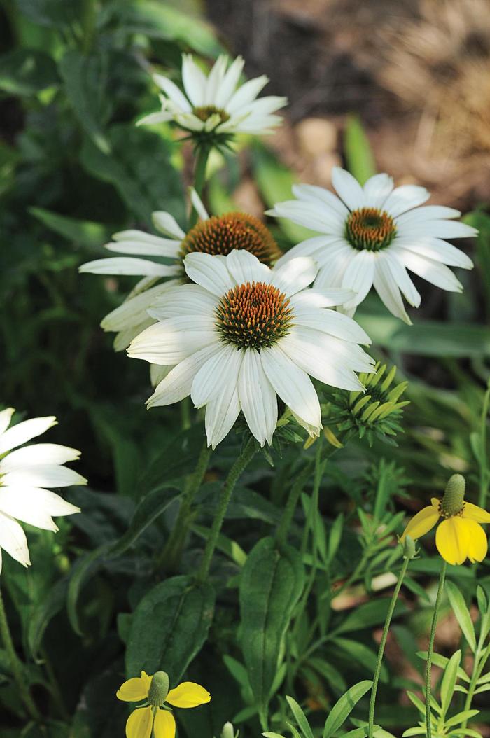 'PowWow White' Coneflower - Echinacea purpurea from Paradise Acres Garden Center